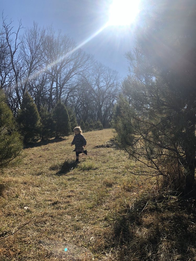 STRAWBERRY HILL CHRISTMAS TREE FARM 16 Photos Lawrence, Kansas