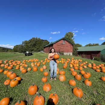 Boehm Farm - a woman standing in a field of pumpkins - Fruits & Veggies Near Me - Climax, New York