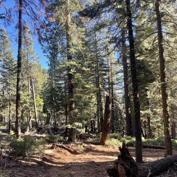Granlibakken Tahoe - Trail at the back of the property near the treetop adventure. - Ski Resorts Near Me - Tahoe City, California Granlibakken Tahoe - Trail at the back of the property near the treetop adventure. - Ski Resorts Near Me - Tahoe City, California