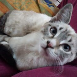 Clínica Veterinaria Llaguno - Luna
