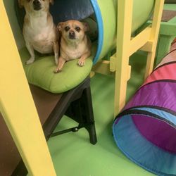 Friends For Fido