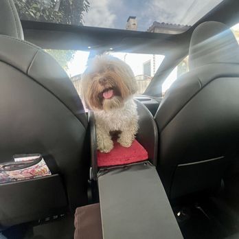 ABC Auto Upholstery - Dog - Auto Upholstery Near Me - San Jose, California