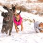 Photo of Pawzercise Dog Walking Services