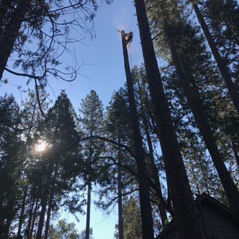 Black Bear Tree Service - Cedar removal. The cedars are dying as well as the pines. - Tree Services Near Me Black Bear Tree Service - Cedar removal. The cedars are dying as well as the pines. - Tree Services Near Me