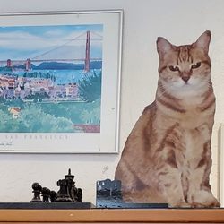 Fabulous Fotoforms - Cat on Chesssboard