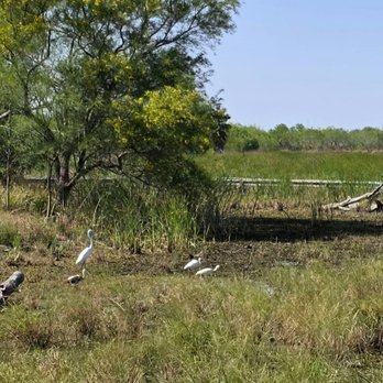 Estero Llano Grande State Park - A small flock of ibis - Parks Near Me - Weslaco, Texas Estero Llano Grande State Park - A small flock of ibis - Parks Near Me - Weslaco, Texas