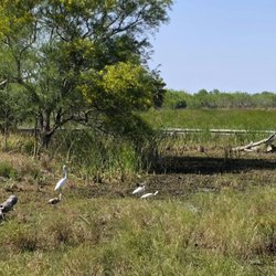 Estero Llano Grande State Park - A small flock of ibis