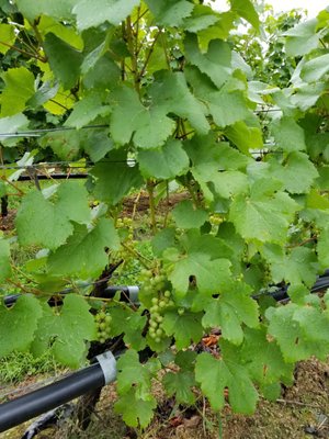 Le Vignoble du Ruisseau - Winery & Cidery by null