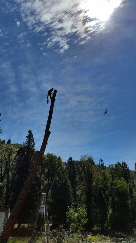 DW Tree Service - tree service in Boise, ID