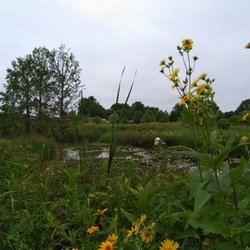 Highlands Park - Wetland