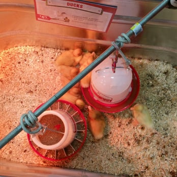 Tractor Supply - Ducklings for sale - Livestock Feed & Supply Near Me - Augusta, Georgia