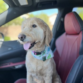 Well Groomed Pets - Pet Groomers Near Me - Las Vegas, Nevada Well Groomed Pets - Pet Groomers Near Me - Las Vegas, Nevada