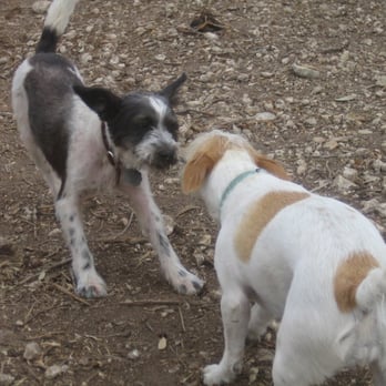 A to Z Dog Ranch - Pet Groomers Near Me - Spicewood, Texas
