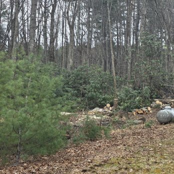 Edwards Tree Service - Took done large oak and 2 small walnut trees over a large propane tank - Tree Services Near Me - Blountville, Tennessee Edwards Tree Service - Took done large oak and 2 small walnut trees over a large propane tank - Tree Services Near Me - Blountville, Tennessee