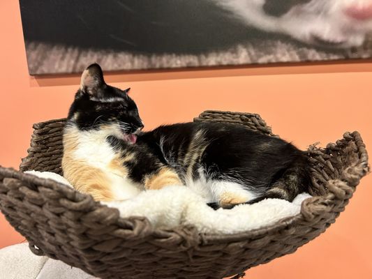 Catfeine Cat Cafe by null