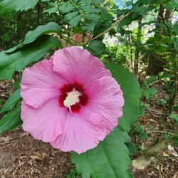 Baptist Health Urgent Care - Mom's beautifully blooming hibiscus