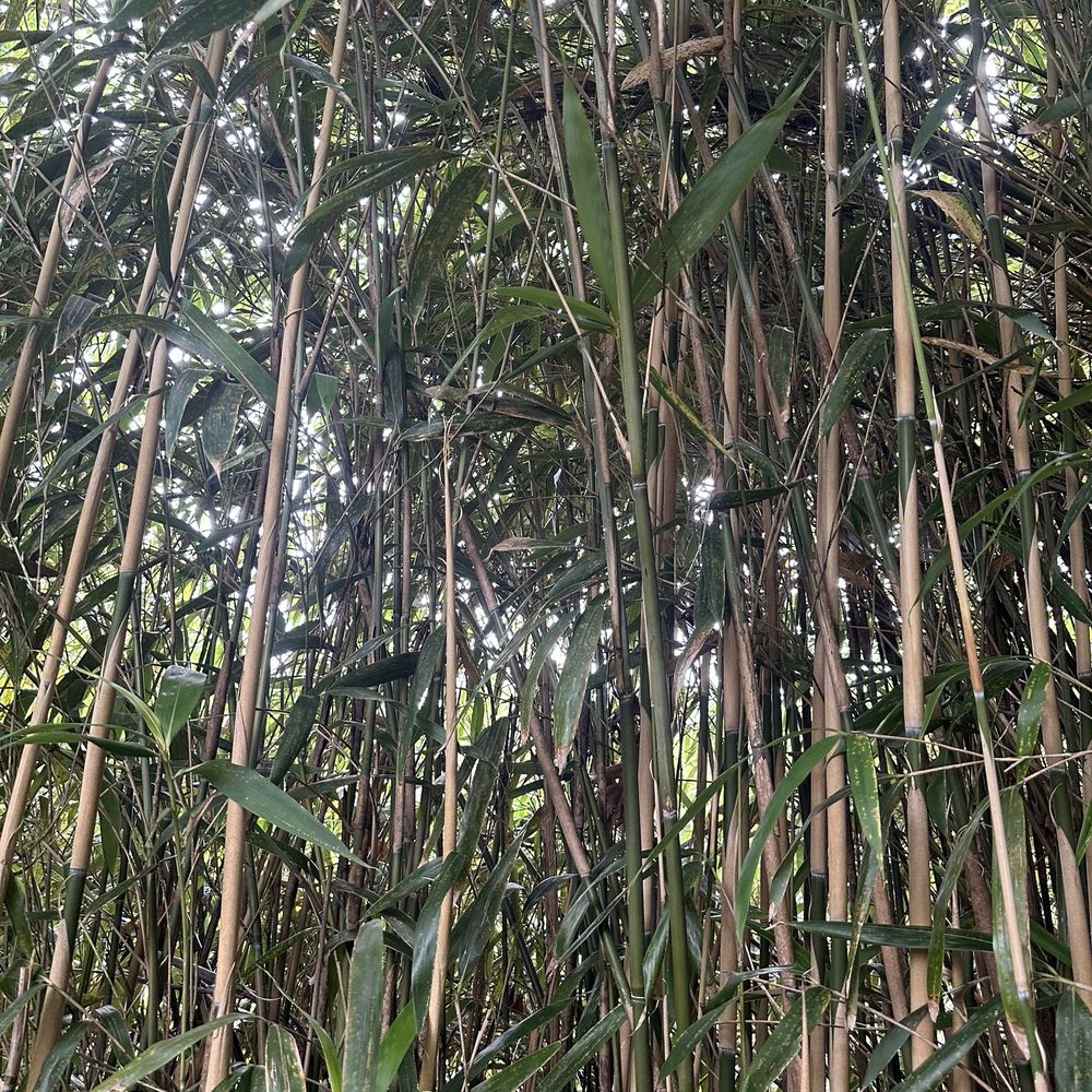 Maymont - Bamboo - Parks Near Me - Richmond, Virginia Maymont - Bamboo - Parks Near Me - Richmond, Virginia
