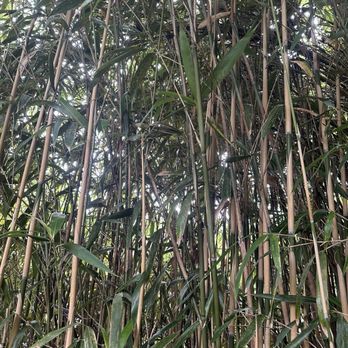 Maymont - Bamboo - Parks Near Me - Richmond, Virginia