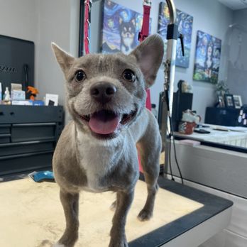 Bluemoon Pet Grooming - Pet Groomers Near Me - El Monte, California Bluemoon Pet Grooming - Pet Groomers Near Me - El Monte, California
