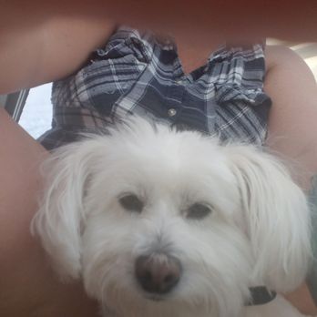 Dirty Dog Grooming - Pet Groomers Near Me - Bradenton, Florida Dirty Dog Grooming - Pet Groomers Near Me - Bradenton, Florida