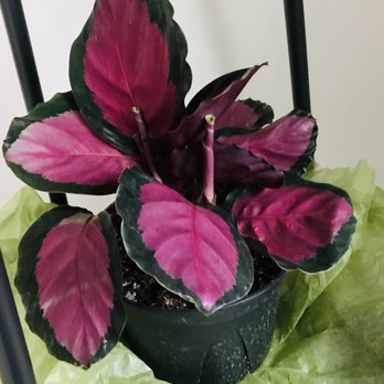 Gott Efni - Florists Near Me - Ellicott City, Maryland Gott Efni - Florists Near Me - Ellicott City, Maryland