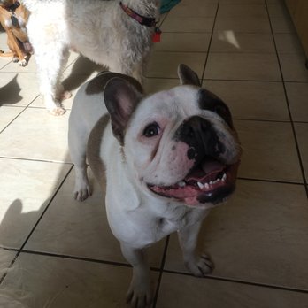 Pet Sitting To the MAX - One year later! - Dog Walkers Near Me - Mountain View, California Pet Sitting To the MAX - One year later! - Dog Walkers Near Me - Mountain View, California