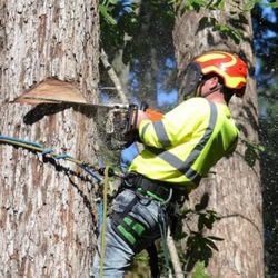 Heavens Gate Tree Service