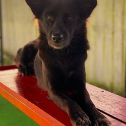 Wicked Pawsome Pet Care - Indah, 3 years old. Spayed. Scared, barks at strangers. NO AGRESSION... wants to kiss, but shy
