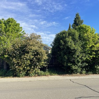 JJ Tree Service - Tree Services Near Me JJ Tree Service - Tree Services Near Me