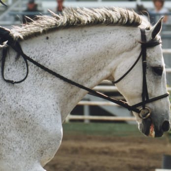 Stewart's Stables - Dyllan - Horseback Riding Near Me - Elverta, California Stewart's Stables - Dyllan - Horseback Riding Near Me - Elverta, California