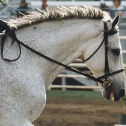 Stewart's Stables - Dyllan