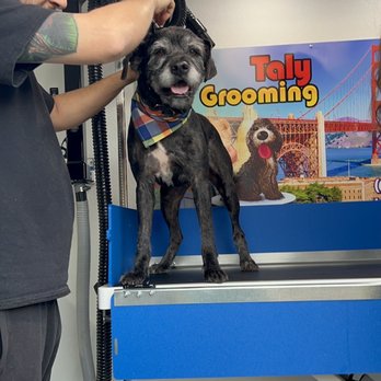 Taly Grooming - Pet Groomers Near Me - Sausalito, California Taly Grooming - Pet Groomers Near Me - Sausalito, California