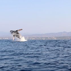 Robert's EcoTours - Ballena Jorobada de diciembre a Marzo en puerto Escondido oaxaca