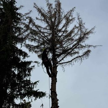 Canyonland Tree Service - Tree Services Near Me Canyonland Tree Service - Tree Services Near Me