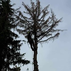 Canyonland Tree Service