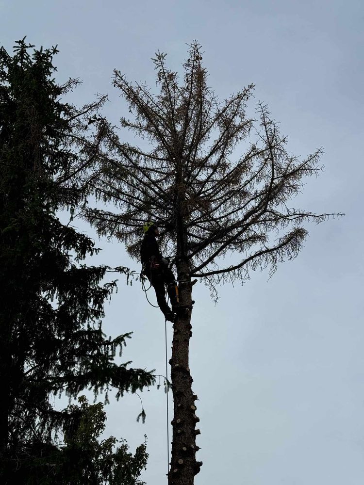 Canyonland Tree Service - tree service in Lehi, UT