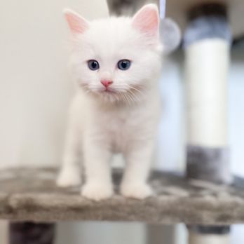 FairyTale Ragdoll by i-Angel - Pet Breeders Near Me FairyTale Ragdoll by i-Angel - Pet Breeders Near Me