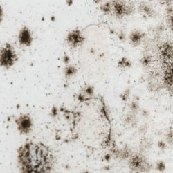 Professional Mold Inspections