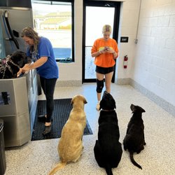 Express Pet Wash