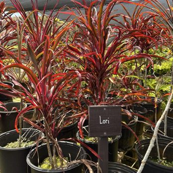 Waiahole Botanicals - T-leaf - Nurseries & Gardening Near Me - Kaneohe, Hawaii Waiahole Botanicals - T-leaf - Nurseries & Gardening Near Me - Kaneohe, Hawaii