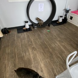 Inside of cat room