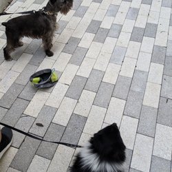 Allentown Beer Fest - 4th Annual Beer Fest - dog friendly!