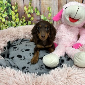 Petland - Female dachshund - Pet Stores Near Me - Tucson, Arizona