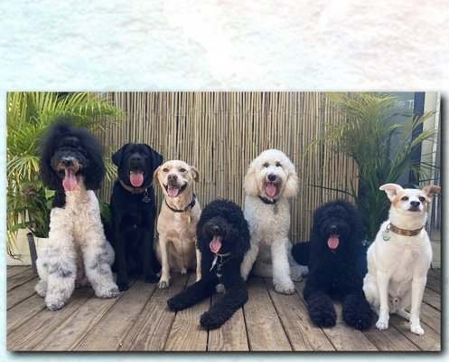 The Caring Paws Daycare! - Needing a daycare to leave your furry friend while your away. Look no further call today for more details! The Caring Paws Daycare! - Needing a daycare to leave your furry friend while your away. Look no further call today for more details!