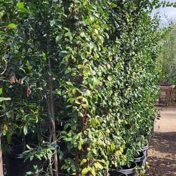 Casa Verde Nursery - Jasmins - Nurseries & Gardening Near Me - Wildomar, California