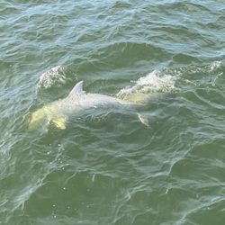 Maritime Adventure Charters SOMD - Dolphins -Chesapeake Bay