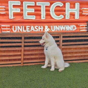 Fetch Park - Jocko's first visit to Fetch Park! - Dog Parks Near Me - Atlanta, Georgia Fetch Park - Jocko's first visit to Fetch Park! - Dog Parks Near Me - Atlanta, Georgia