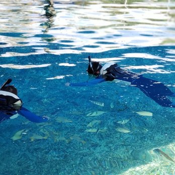 St Augustine Aquarium - Snorkeling - Aquariums Near Me - St. Augustine, Florida