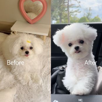 Mong Mong Pet Salon & Spa - Pet Groomers Near Me - Suwanee, Georgia