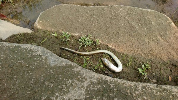 Bishan-Ang Mo Kio Park by null